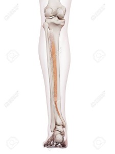 43308161-後脛骨筋の医学的に正確な筋肉図